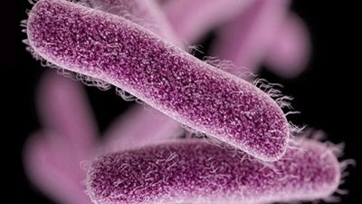 أسباب الإصابة بـ جرثومة شيغيلا .. الاختلاط المباشر وتغيير حفاضات الأطفال 