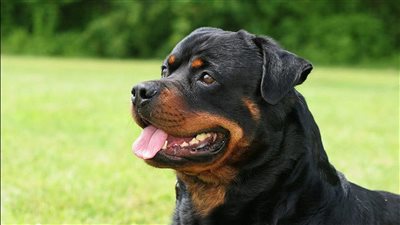 طلب منها معاشرة كلب.. وقائع أثارت جدل الرأي العام في الآونة الأخيرة