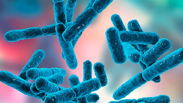 جرثومة شيغيلا