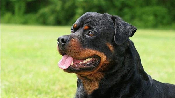 اقتناء الكلاب