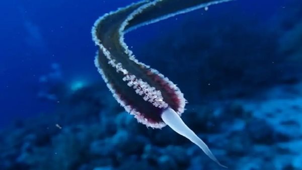 ظهور كائن حي غريب