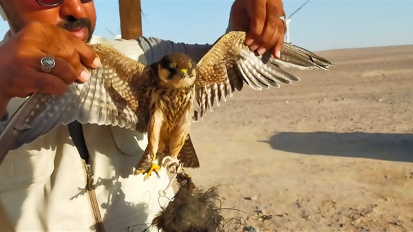 حملة لإنقاذ الجوارح