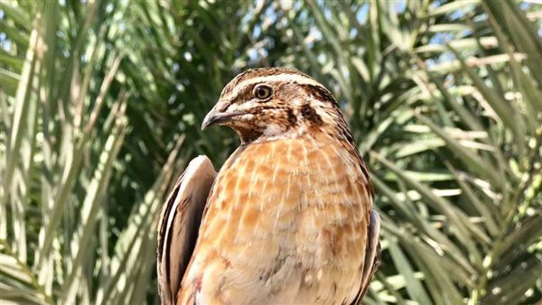 طائر السمان 