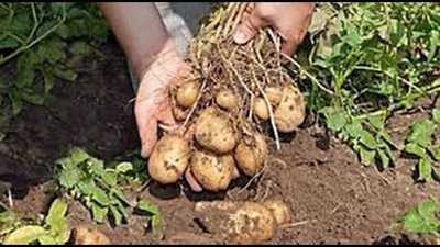 البطاطس تحتل المركز الثاني بعد الموالح.. “الزراعة”: ارتفاع صادرات مصر الزراعية لـ أكثر من 4 مليون طن