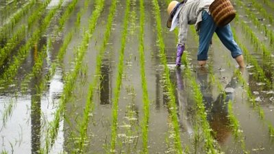 وزير الري: سنتعامل بكل حزم من المخالفين لقواعد زراعة الأرز