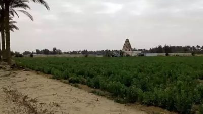 تجربة التقاوي وإنشاء مزارع جديدة.. تفاصيل مشروع المزارع المصرية الإفريقية المشتركة