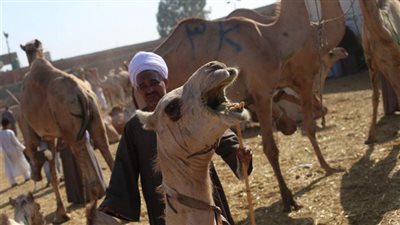 وفد من “الزراعة” و “الخدمات البيطرية” يزور سوق برقاش لمواجهة التجاوزات في حقوق الحيوان