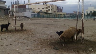 “نشاط اجتماعي”.. تحول ملعب للشباب والرياضة وكرًا لزراعة المخدرات وتربية المواشي في بورسعيد