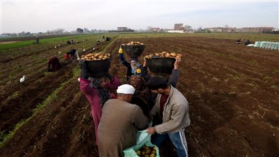 للمزارعين.. كيف تواجه تأثير الموجه الحارة على المحاصيل الصيفية؟ (تقرير رسمي)