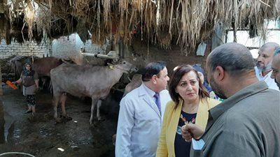 الزراعة: تحصين أكثر من 2.4 مليون رأس ماشية ضد مرض الحمي القلاعية 