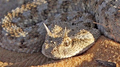 أول تحرك برلماني بشأن انتشار الطريشة بالتجمع الخامس