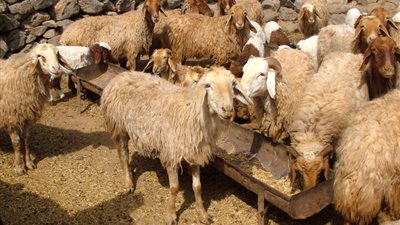 من أجل سبل العيش في أفريقيا.. وزير الزراعة يفتتح ورشة عمل مشروع دعم التنمية المستدامة للثروة الحيوانية