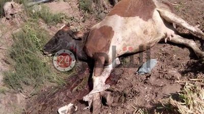 القبض علي تاجرَي مواشي ذبحا عجولًا مسممة لبيعها بالشرقية