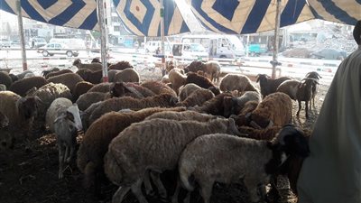 أسعار منخفضة وذبح الإناث.. كيف تسبب استيراد اللحوم في تدمير السوق المحلي للمواشي؟