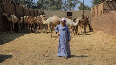 سوق الجمال في برقاش يستعد لموسم بيع الأضاحي