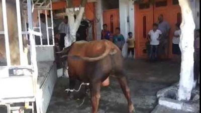 “يا فرحة ما تمت”.. عجل يقتل طفل ويدهس آخرين أثناء ذبحه في الشرقية (صورة)