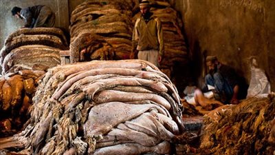 بسبب ارتفاع تكاليف الجمع.. أزمة فى بيع جلود الأضاحي أدت لتدهور شديد في موارد الجمعيات الخيرية
