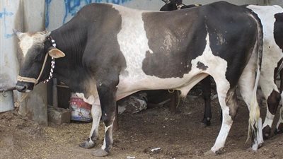 ما هو آخر وقت مسموح فيه بذبح الأضحية؟.. الإفتاء تجيب