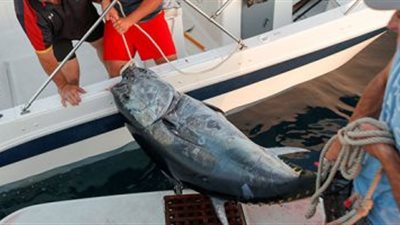 هل يجوز صيد الأسماك صعقا بالكهرباء؟.. “الإفتاء” تجيب