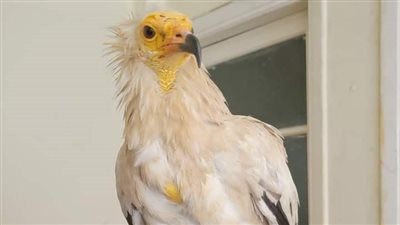 من أسوان إلى القاهرة.. رحلة إنقاذ أنثى نسر مصري مهدد بالانقراض