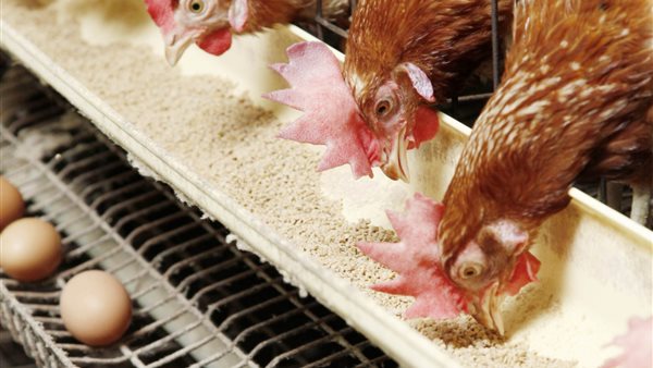 أسعار الدواجن..صورة