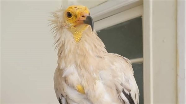 الطائر مندي