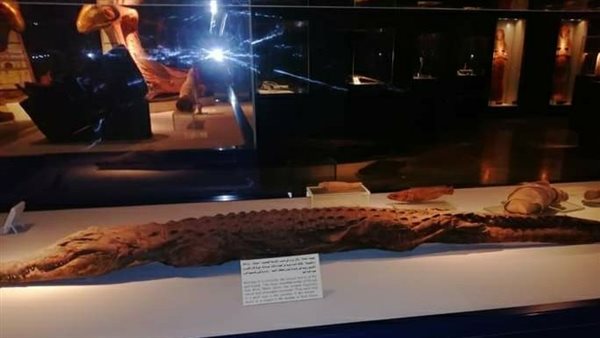 مومياء التمساح 