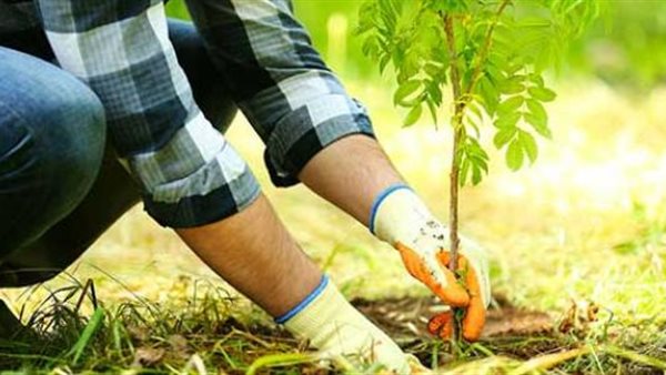 أنشطة الزراعة