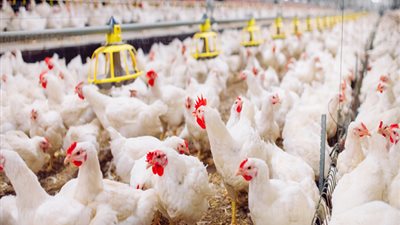 الفراخ البيضاء بـ35 والبلدية بـ45 جنيهًا للكيلو.. استقرار في أسعار الطيور 