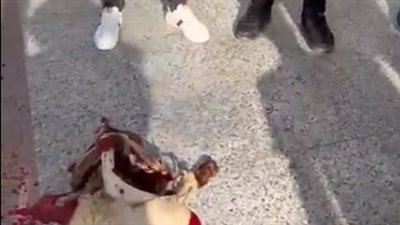 ذبح خروف فدية للتصالح.. تفاصيل مشاجرة طالبين في جامعة 6 أكتوبر