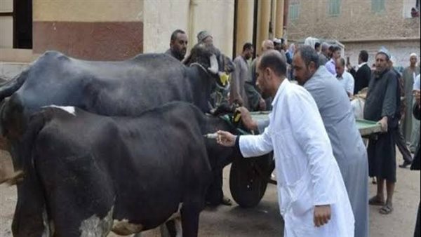 سحب عينات من أبقار