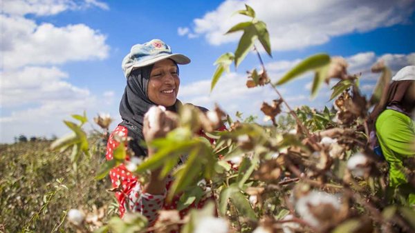 القطن المصري 