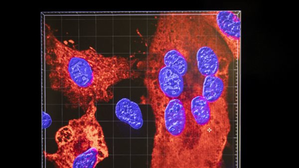 السلالة الجديدة 