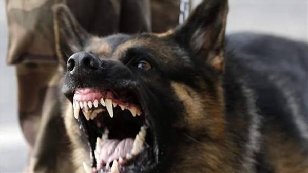 كلب- أرشيفية 