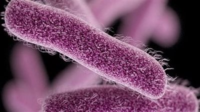 إسهال وقيء.. 5 أعراض لـ جرثومة شيغيلا تعرف على الأسباب وطرق الوقاية