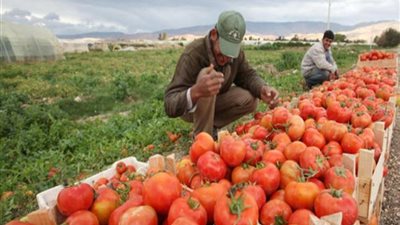 متحدث الزراعة: مصر الأولى عالميا بإنتاج الموالح والثالثة في تصدير البصل
