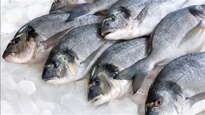 أسعار السمك اليوم الأحد 25 أغسطس 2024 في الأسواق 