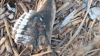 حقيقة ذبح حمار وبيع لحومه لـ مطاعم العاشر من رمضان | صور وفيديو