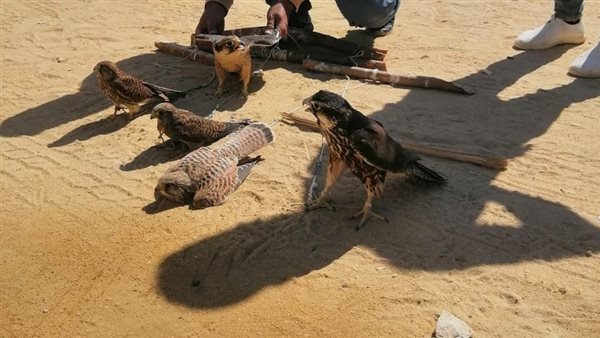 العثور على صقور مصيدة