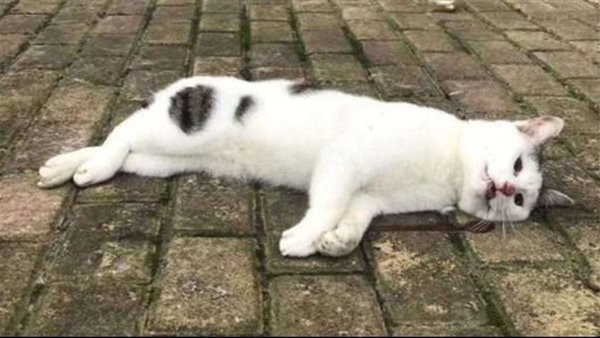 قطة مسمومة_ تعبيرية