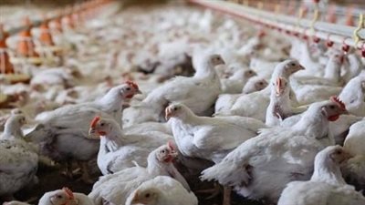 الفراخ البيضاء بـ35 جنيهًا والبلدية بـ45 للكيلو.. استقرار أسعار الطيور اليوم بالأسواق