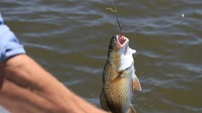 تبشر بوجود كنز كبير.. دلالة رؤية السمك في المنام