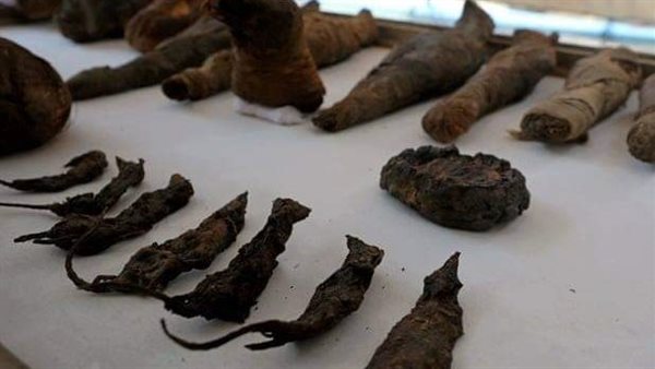 الفئران المحنطة -