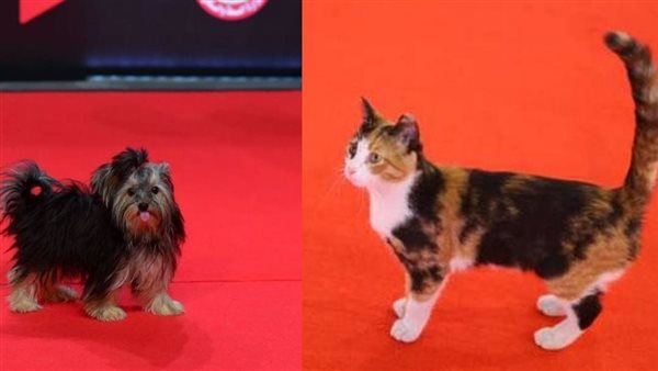 قطة وكلب في مهرجان