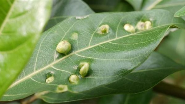 أمراض النباتات