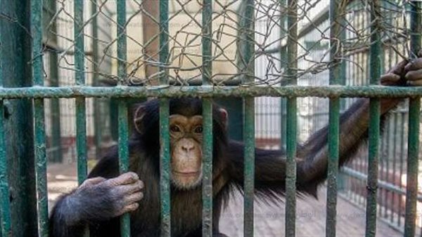 حديقة الحيوان 