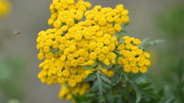 عشبة القيصوم