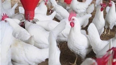 الفراخ بـ32 جنيها والبانيه بـ70.. أسعار الدواجن والطيور اليوم في الأسواق