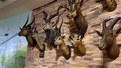 حدائق الحيوان.. استقدام حيوانات برية جديدة منها الدب الروسي والزراف والمها العربي | صور