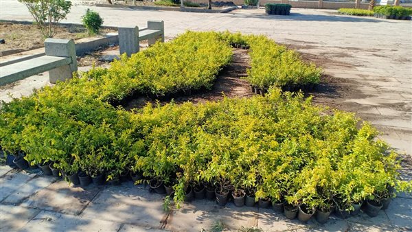 زراعة الأشجار والنخيل